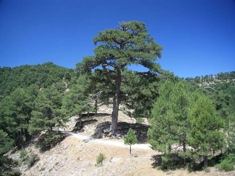 Apartamentos Rurales Campillo Arroyo Frio Kültér fotó