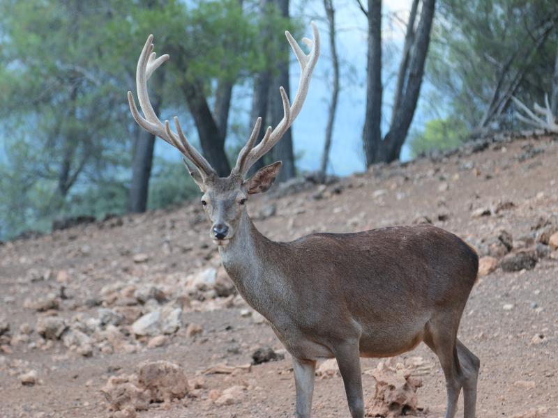 Apartamentos Rurales Campillo Arroyo Frio Kültér fotó